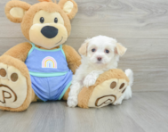 9 week old Maltipoo Puppy For Sale - Simply Southern Pups