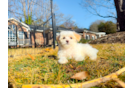 Cute Maltipoo Baby