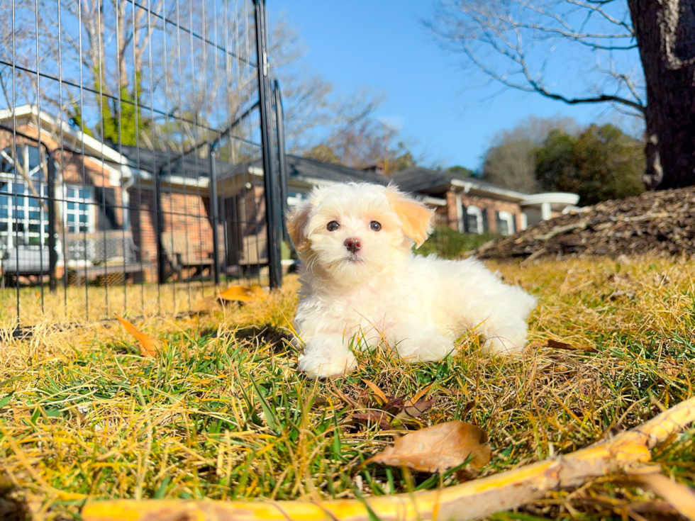 Cute Maltipoo Baby