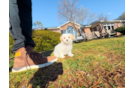 Cute Maltipoo Baby