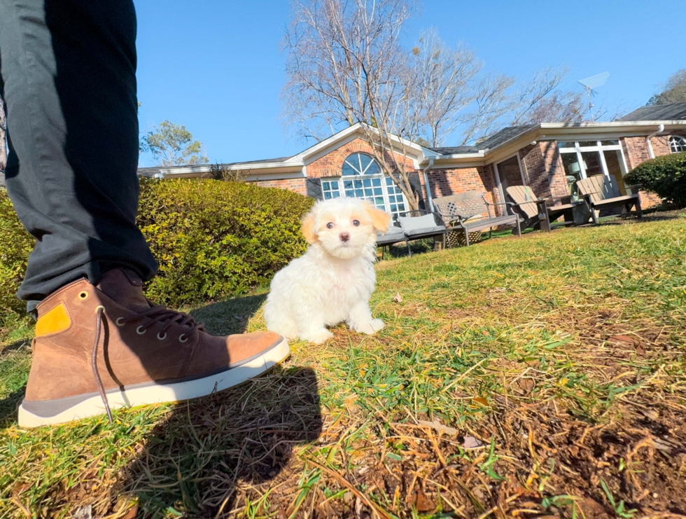 Cute Maltipoo Baby