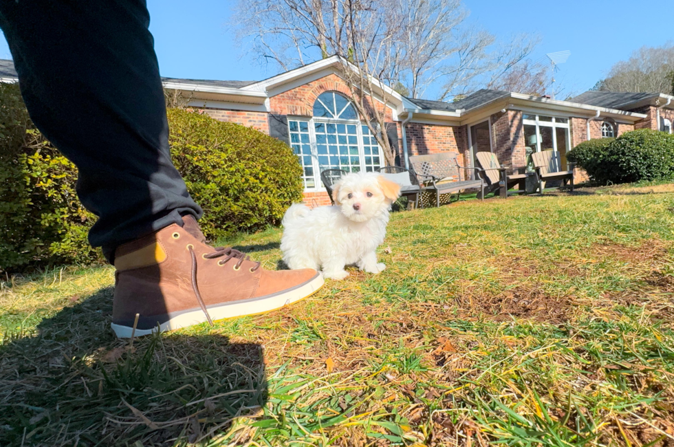 12 week old Maltipoo Puppy For Sale - Simply Southern Pups