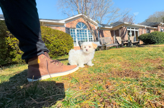 Cute Maltipoo Poodle Mix Pup