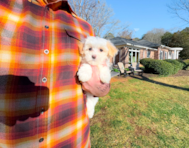 10 week old Maltipoo Puppy For Sale - Simply Southern Pups