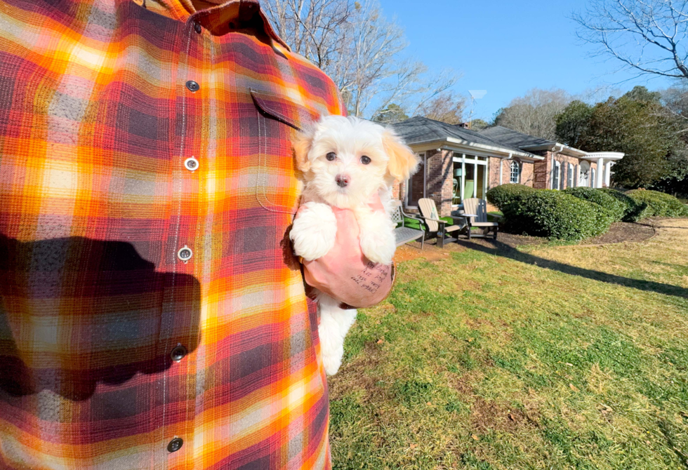 Best Maltipoo Baby