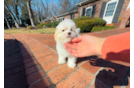 Cute Maltipoo Poodle Mix Pup