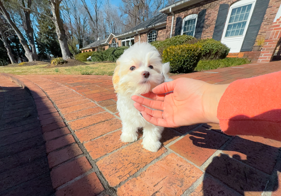 Cute Maltipoo Poodle Mix Pup