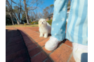 Cute Maltipoo Baby