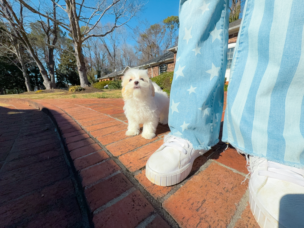 Cute Maltipoo Baby