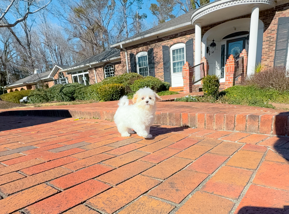 Cute Malt a Poo Poodle Mix Puppy