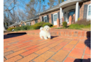 Cute Maltipoo Poodle Mix Pup