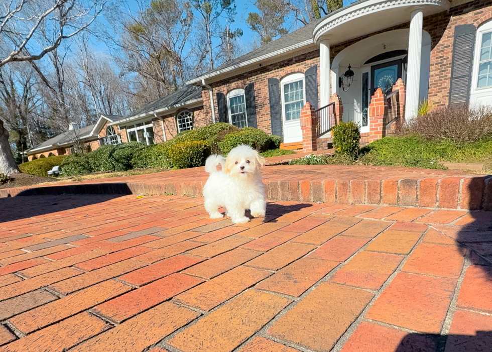 Cute Maltipoo Poodle Mix Pup