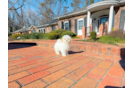 Cute Maltipoo Poodle Mix Pup