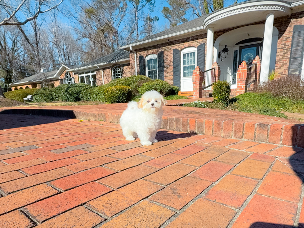 Cute Maltipoo Poodle Mix Pup