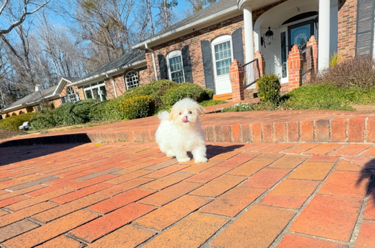 Cute Maltipoo Poodle Mix Pup