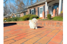 Maltipoo Pup Being Cute