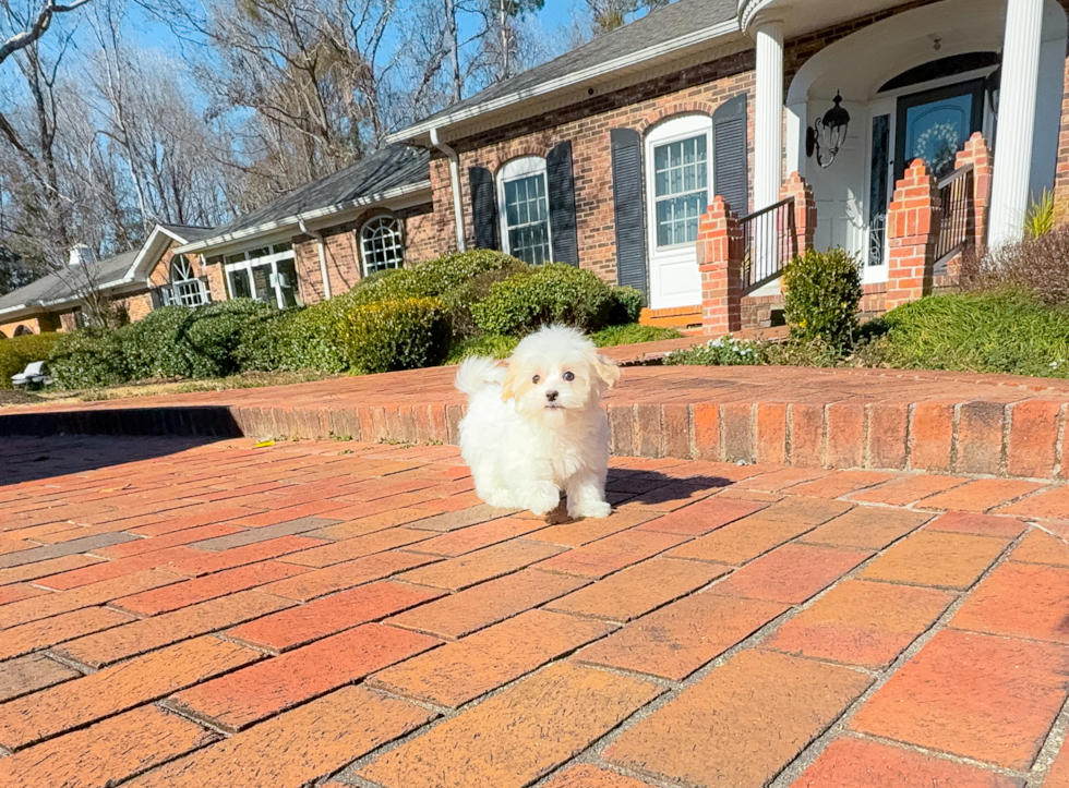 Maltipoo Pup Being Cute