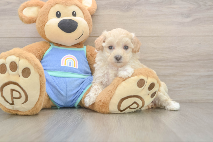 Maltipoo Puppy for Adoption
