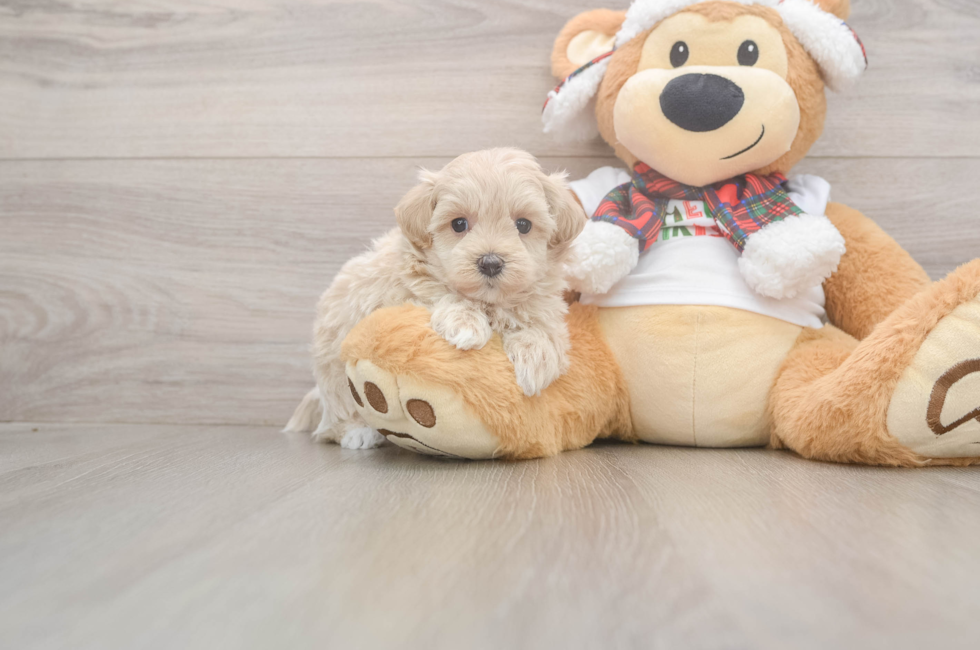 5 week old Maltipoo Puppy For Sale - Simply Southern Pups
