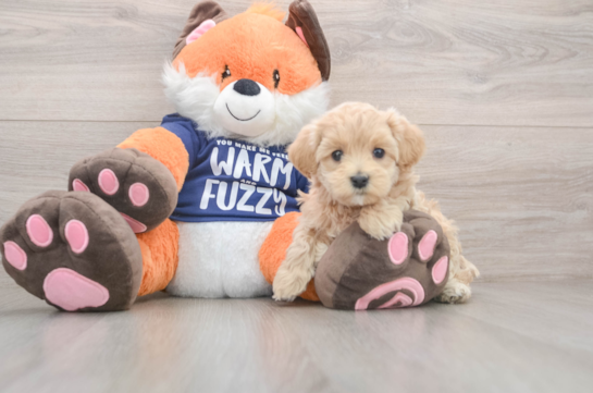 Funny Maltipoo Poodle Mix Pup