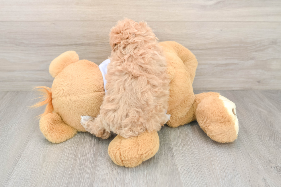 Maltipoo Puppy for Adoption