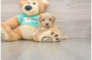Maltipoo Puppy for Adoption