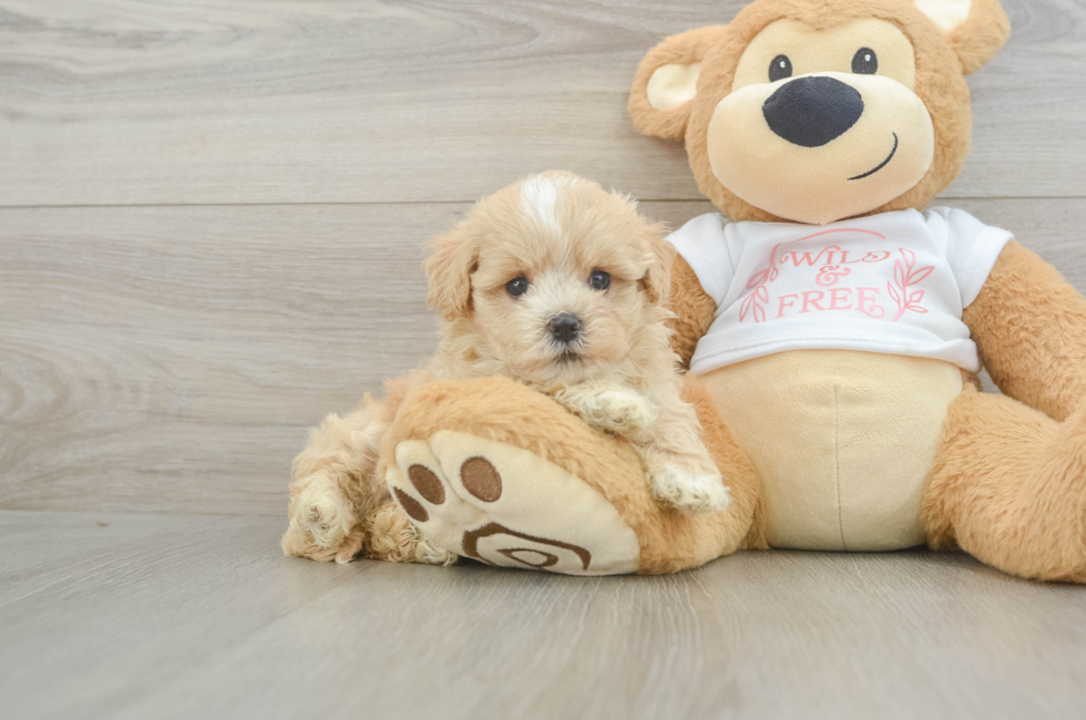 6 week old Maltipoo Puppy For Sale - Simply Southern Pups