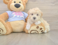 8 week old Maltipoo Puppy For Sale - Simply Southern Pups