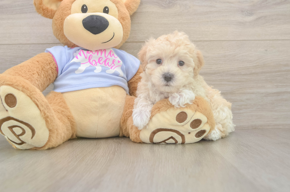 5 week old Maltipoo Puppy For Sale - Simply Southern Pups