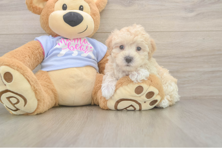 Meet Taco - our Maltipoo Puppy Photo  1/3 - Simply Southern Pups Cute Maltipoo Baby