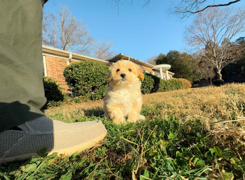 Maltipoo Pup Being Cute