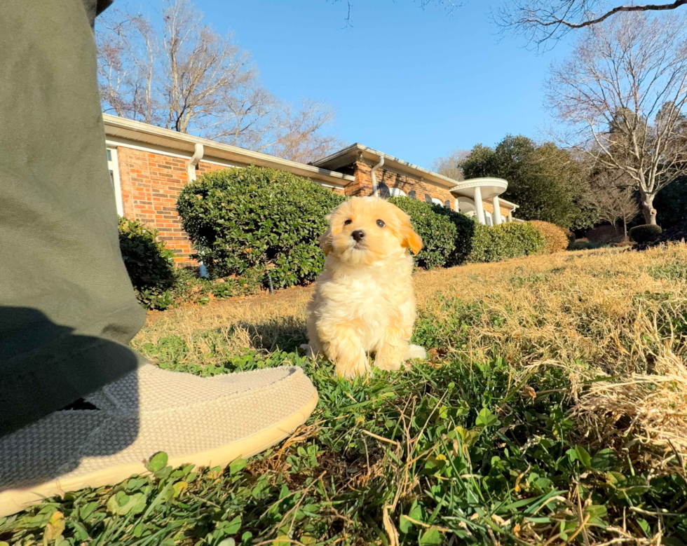 Cute Maltipoo Baby