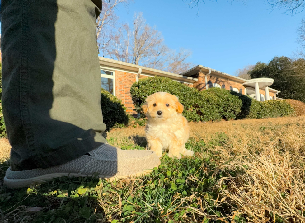 Cute Maltipoo Baby