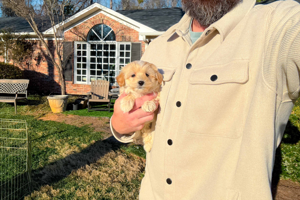 Maltipoo Puppy for Adoption