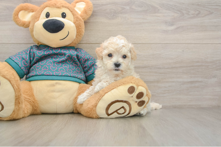 Maltipoo Puppy for Adoption