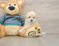 7 week old Maltipoo Puppy For Sale - Simply Southern Pups