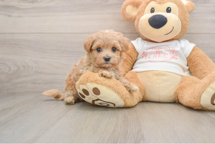 Happy Maltipoo Baby