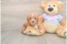 Funny Maltipoo Poodle Mix Pup