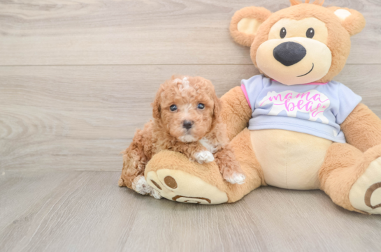 Funny Maltipoo Poodle Mix Pup