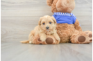 Best Maltipoo Baby