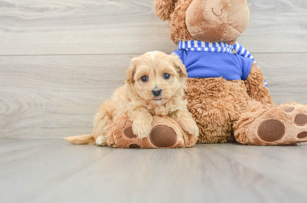 6 week old Maltipoo Puppy For Sale - Simply Southern Pups