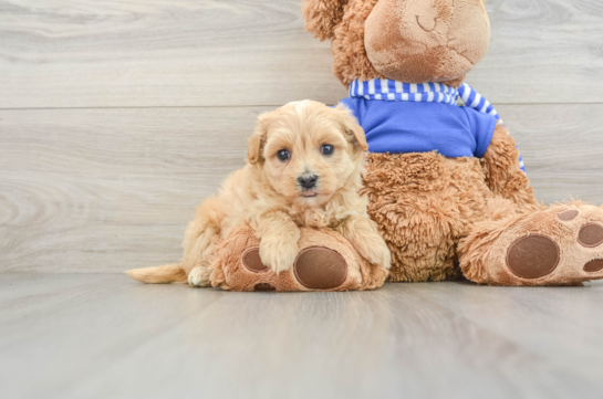 Best Maltipoo Baby