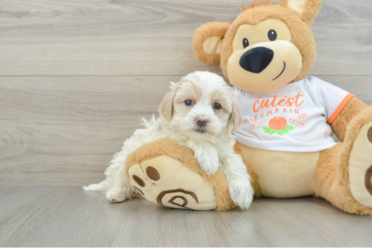 Best Maltipoo Baby