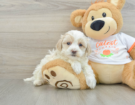 8 week old Maltipoo Puppy For Sale - Simply Southern Pups