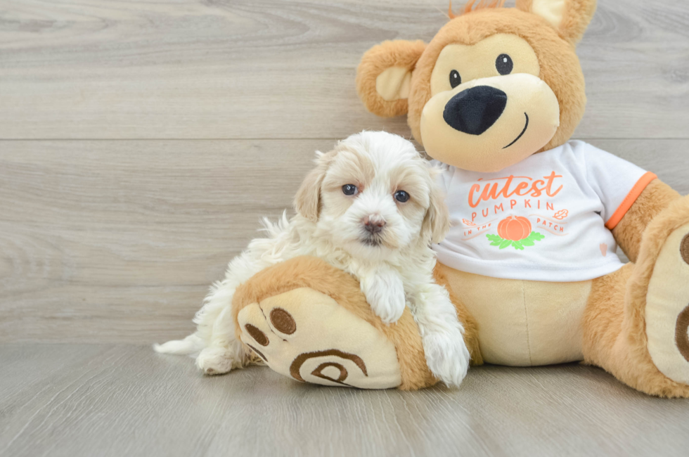 5 week old Maltipoo Puppy For Sale - Simply Southern Pups