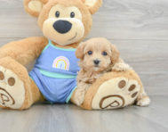 8 week old Maltipoo Puppy For Sale - Simply Southern Pups