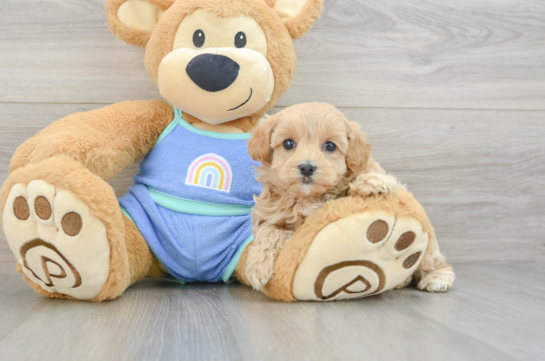 Petite Maltipoo Poodle Mix Pup