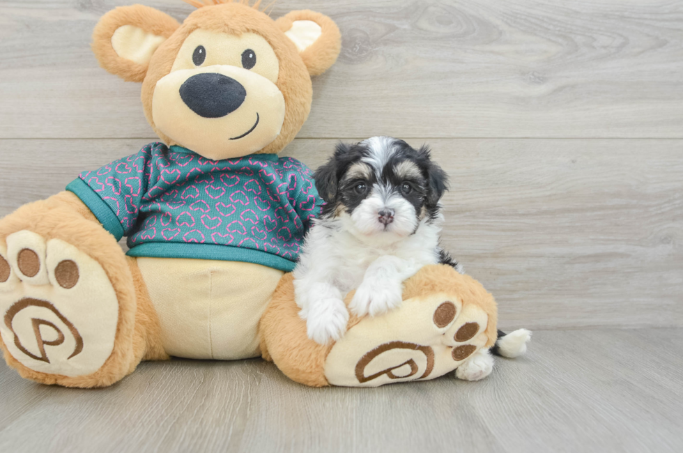 7 week old Maltipoo Puppy For Sale - Simply Southern Pups