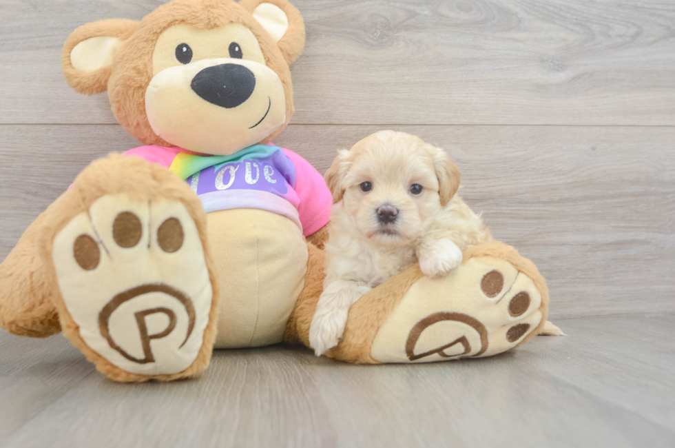 6 week old Maltipoo Puppy For Sale - Simply Southern Pups
