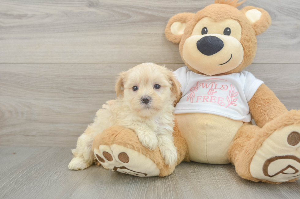 6 week old Maltipoo Puppy For Sale - Simply Southern Pups